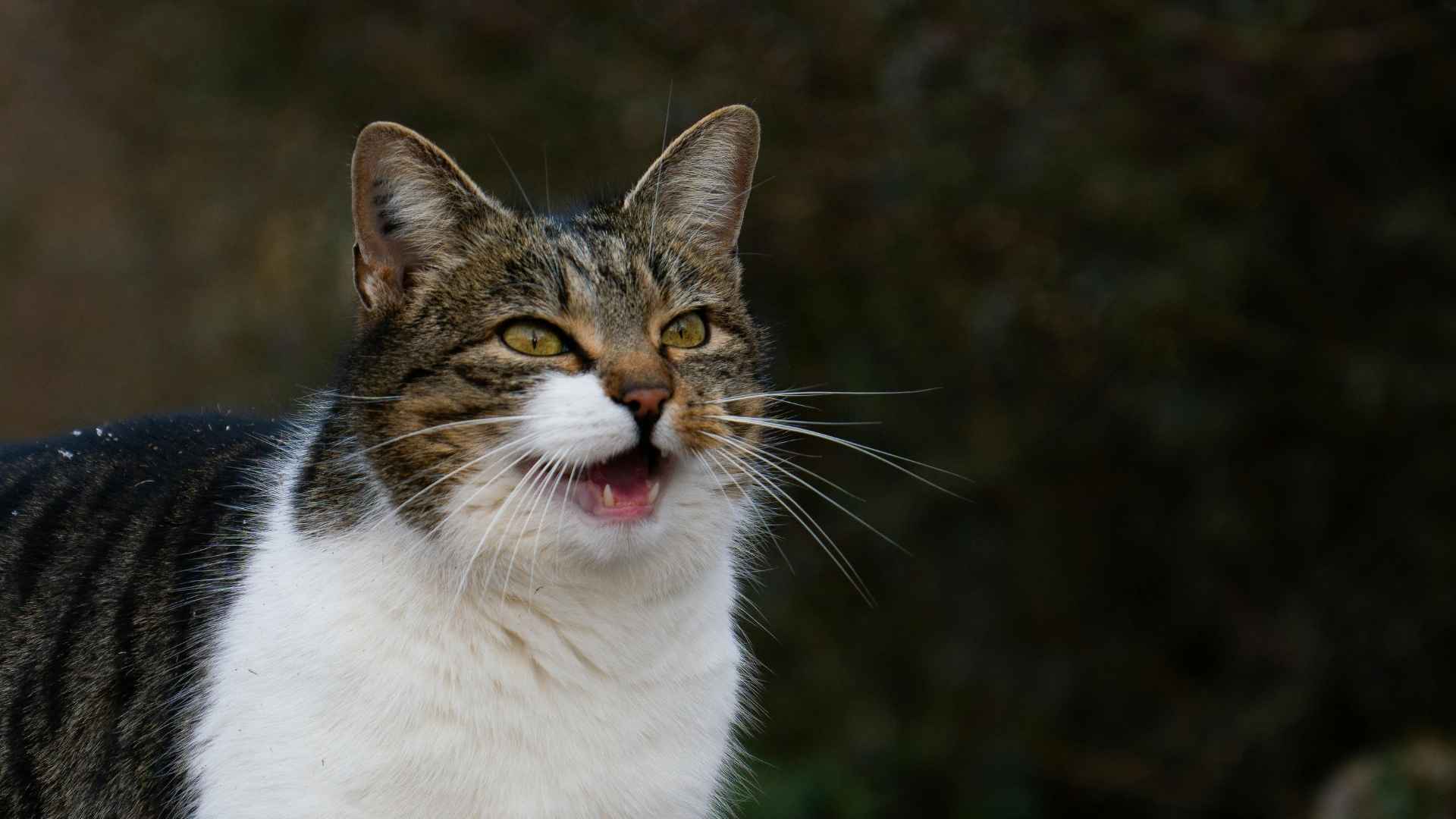 lenguaje corporal gatos